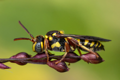 Nomada krugii