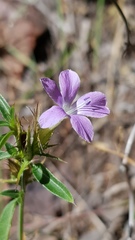 Barleria saxatilis