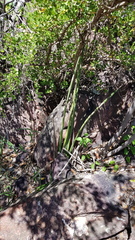 Sansevieria pearsonii
