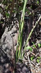 Sansevieria pearsonii