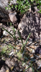 Sansevieria pearsonii