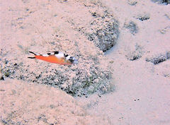 Serranus tabacarius