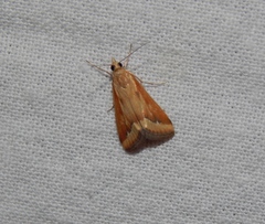 Achyra coelatalis