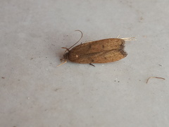 Glyphidocera democratica