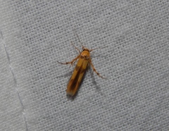 Stathmopoda luminata