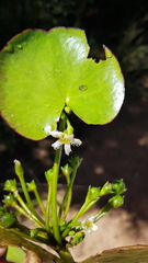 Nymphoides senegalensis