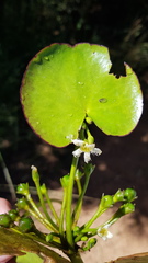 Nymphoides senegalensis