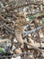 Eumigus