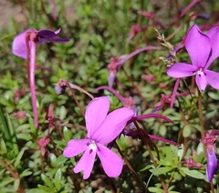 Viola cazorlensis