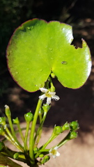 Nymphoides senegalensis