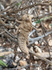 Eumigus