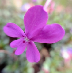 Viola cazorlensis