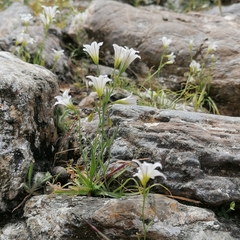 Gagea graeca