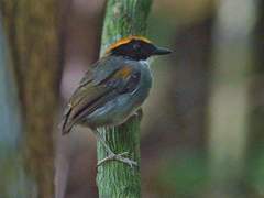 Conopophaga melanops