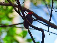 Ceratopipra rubrocapilla