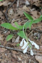 Penstemon tenuiflorus