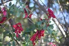 Lathyrus splendens