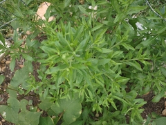 Lepidium densiflorum