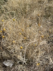 Porophyllum scoparium