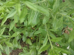 Lepidium densiflorum