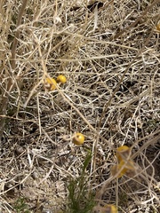 Porophyllum scoparium