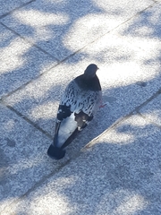 Columba livia domestica