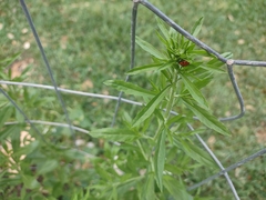 Lepidium densiflorum