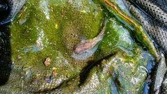 Knipowitschia punctatissima