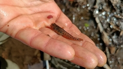 Knipowitschia punctatissima