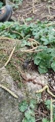 Morimus asper