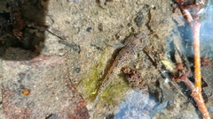 Knipowitschia punctatissima