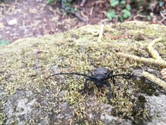 Morimus asper