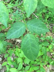 Staphylea trifolia