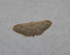 Scopula spoliata