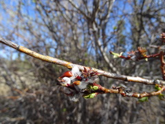 Salix pseudomyrsinites
