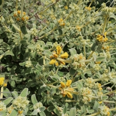 Phlomis lanata
