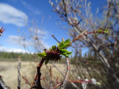 Salix pseudomyrsinites
