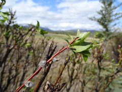 Salix pseudomyrsinites