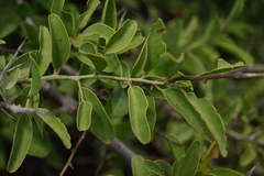 Ximenia americana microphylla