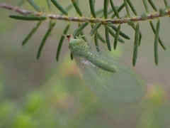 Nineta pallida