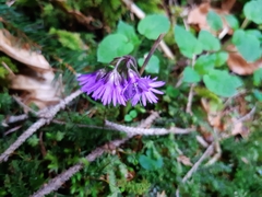 Soldanella montana