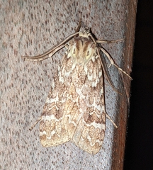 Phaegoptera decrepida