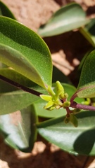 Cryptolepis cryptolepioides