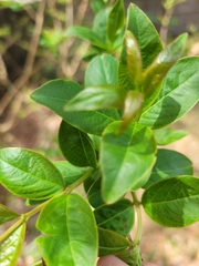 Lagerstroemia subcostata