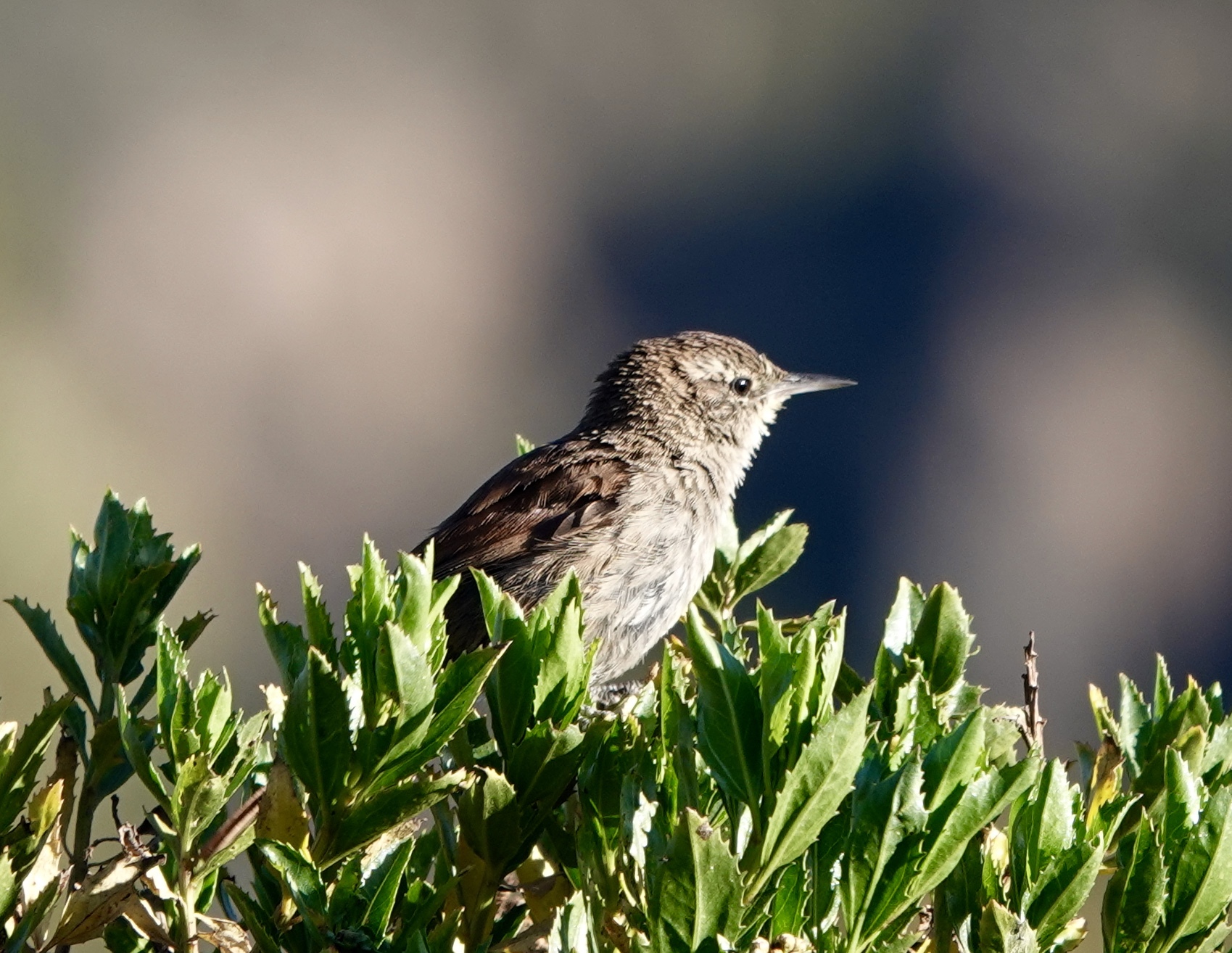Canyon Canastero (Asthenes pudibunda), photo 1