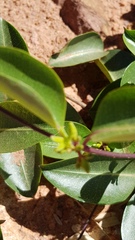 Cryptolepis cryptolepioides