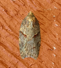 Acleris maccana