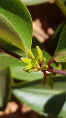 Cryptolepis cryptolepioides