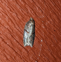 Acleris maccana