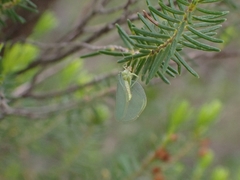 Nineta pallida